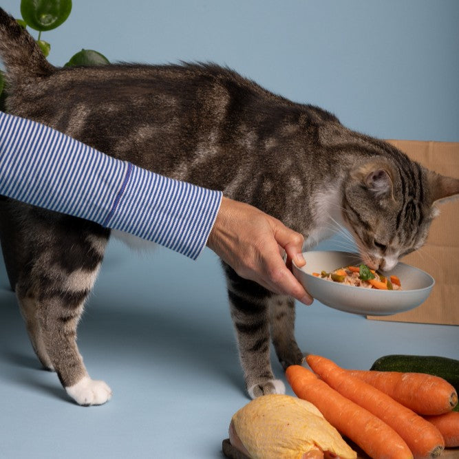 Special Diet & Wellness